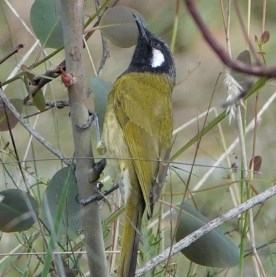 Nesoptilotis leucotis (White-eared Honeyeater) at Hall, ACT - 18 Mar 2024 by Anna123