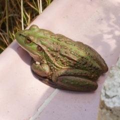 Litoria raniformis (Southern Bell Frog) by WendyEM