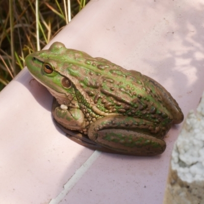 Unidentified Frog at Freshwater Creek, VIC - 9 Feb 2023 by WendyEM