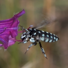 Thyreus caeruleopunctatus (Chequered cuckoo bee) at Dunlop, ACT - 19 Mar 2024 by kasiaaus