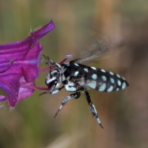 Thyreus caeruleopunctatus at Dunlop, ACT - 19 Mar 2024