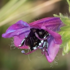 Thyreus caeruleopunctatus at Dunlop, ACT - 19 Mar 2024