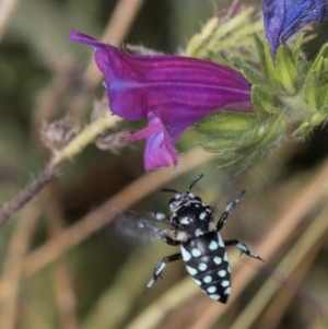 Thyreus caeruleopunctatus at Dunlop, ACT - 19 Mar 2024