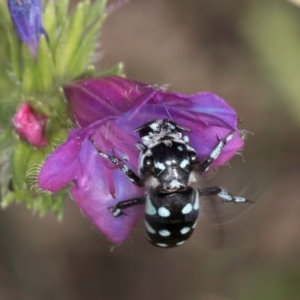 Thyreus caeruleopunctatus at Dunlop, ACT - 19 Mar 2024