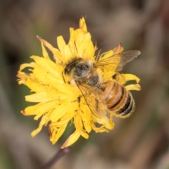 Apis mellifera (European honey bee) at Jarramlee-West MacGregor Grasslands - 18 Mar 2024 by kasiaaus