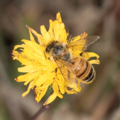 Apis mellifera (European honey bee) at Jarramlee-West MacGregor Grasslands - 18 Mar 2024 by kasiaaus