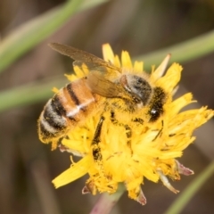 Apis mellifera at Dunlop, ACT - 19 Mar 2024