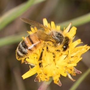 Apis mellifera at Dunlop, ACT - 19 Mar 2024