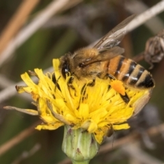 Apis mellifera at Dunlop, ACT - 19 Mar 2024