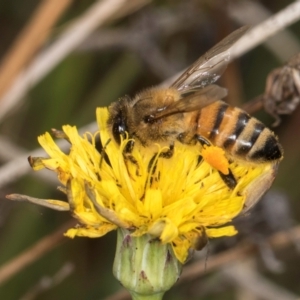 Apis mellifera at Dunlop, ACT - 19 Mar 2024 10:43 AM