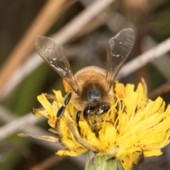 Apis mellifera at Jarramlee North (JRN) - 19 Mar 2024