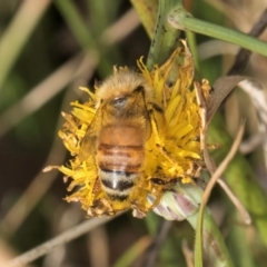 Apis mellifera at Dunlop, ACT - 19 Mar 2024