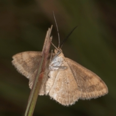 Scopula rubraria at Dunlop, ACT - 19 Mar 2024