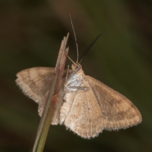 Scopula rubraria at Dunlop, ACT - 19 Mar 2024