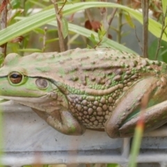 Litoria raniformis at Freshwater Creek, VIC - 14 Mar 2023 by WendyEM