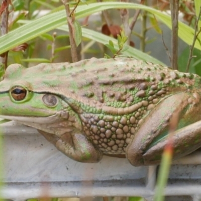 Litoria raniformis at Freshwater Creek, VIC - 14 Mar 2023 by WendyEM