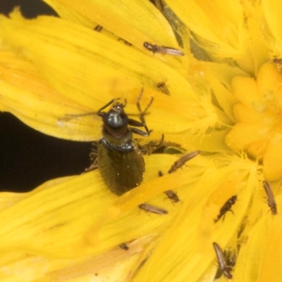 Dasytinae (subfamily) (Soft-winged flower beetle) at Jarramlee North (JRN) - 18 Mar 2024 by kasiaaus