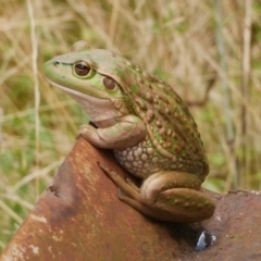 Litoria raniformis at Freshwater Creek, VIC - 6 Mar 2023 by WendyEM