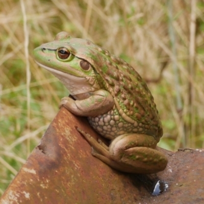 Unidentified Frog at Freshwater Creek, VIC - 6 Mar 2023 by WendyEM