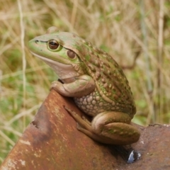 Unidentified Frog at Freshwater Creek, VIC - 6 Mar 2023 by WendyEM