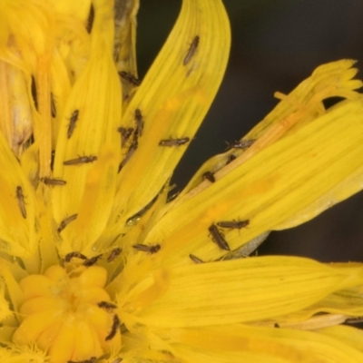 Thysanoptera (order) (Thrips) at Jarramlee-West MacGregor Grasslands - 18 Mar 2024 by kasiaaus