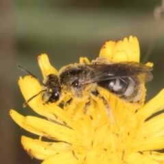 Lasioglossum (Chilalictus) lanarium (Halictid bee) at Dunlop, ACT - 18 Mar 2024 by kasiaaus