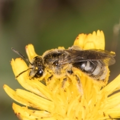 Lasioglossum (Chilalictus) lanarium at Dunlop, ACT - 19 Mar 2024