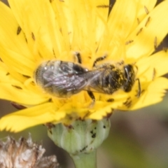 Lasioglossum (Chilalictus) lanarium at Dunlop, ACT - 19 Mar 2024