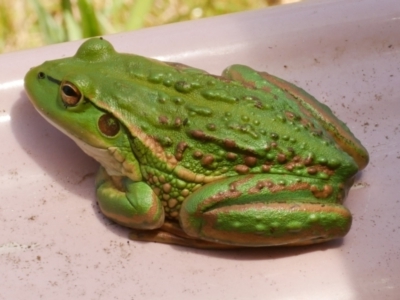 Litoria raniformis (Southern Bell Frog) at WendyM's farm at Freshwater Ck. - 20 Dec 2022 by WendyEM