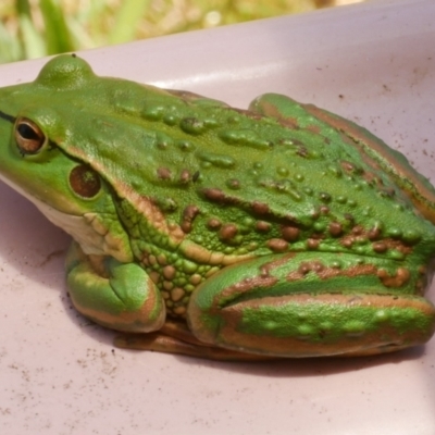 Litoria raniformis (Southern Bell Frog) at  - suppressed by WendyEM