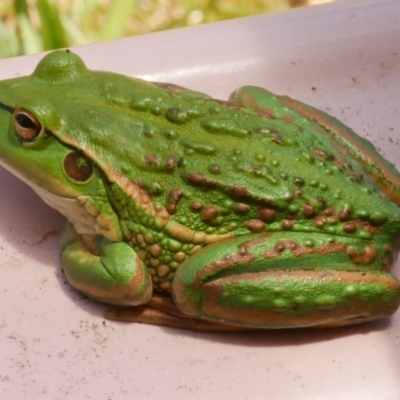 Litoria raniformis (Southern Bell Frog) by WendyEM