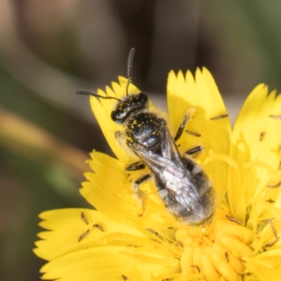 Lasioglossum (Chilalictus) lanarium (Halictid bee) at Jarramlee-West MacGregor Grasslands - 18 Mar 2024 by kasiaaus