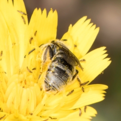 Lasioglossum (Chilalictus) lanarium at Dunlop, ACT - 19 Mar 2024 10:36 AM