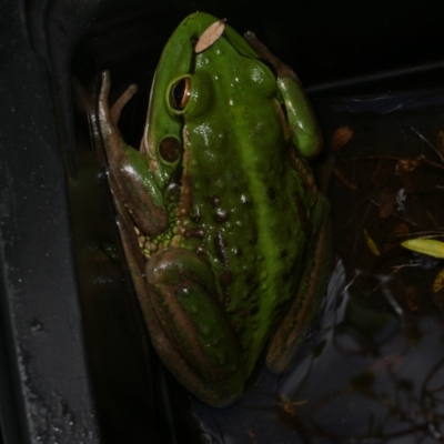 Litoria raniformis (Southern Bell Frog) at  - suppressed by WendyEM