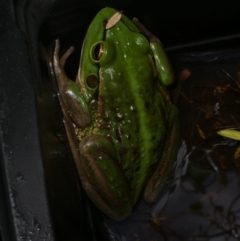 Unidentified Frog at Freshwater Creek, VIC - 15 Nov 2022 by WendyEM