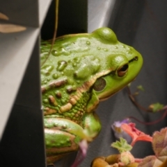 Litoria raniformis at WendyM's farm at Freshwater Ck. - 16 Nov 2022 by WendyEM