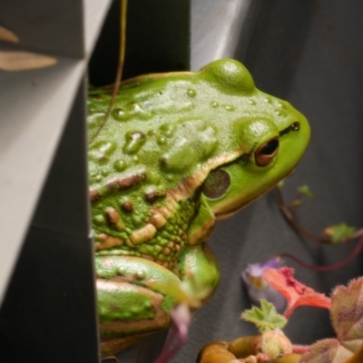 Litoria raniformis (Southern Bell Frog) at  - suppressed by WendyEM