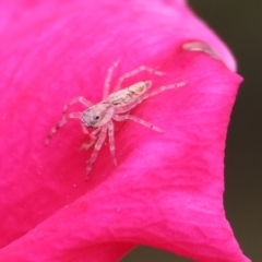 Unidentified Spider (Araneae) at Wodonga, VIC - 19 Mar 2024 by KylieWaldon