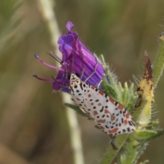 Utetheisa pulchelloides (Heliotrope Moth) at Jarramlee North (JRN) - 19 Mar 2024 by kasiaaus