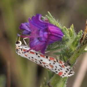 Utetheisa pulchelloides at Dunlop, ACT - 19 Mar 2024 11:04 AM