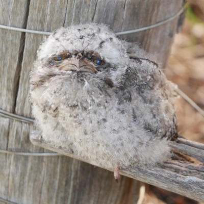 Podargus strigoides (Tawny Frogmouth) at Freshwater Creek, VIC - 16 Nov 2022 by WendyEM