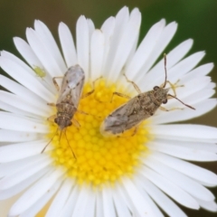 Nysius vinitor (Rutherglen bug) at Wodonga - 19 Mar 2024 by KylieWaldon