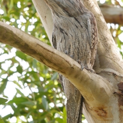 Podargus strigoides (Tawny Frogmouth) at Freshwater Creek, VIC - 16 Nov 2022 by WendyEM