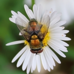 Rutilia (Chrysorutilia) sp. (genus & subgenus) (A Bristle Fly) at Wodonga - 19 Mar 2024 by KylieWaldon