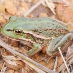 Litoria raniformis (Southern Bell Frog) by WendyEM