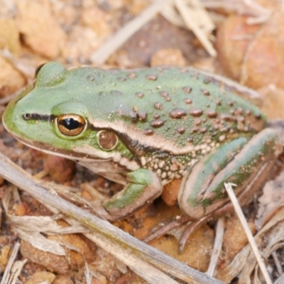 Litoria raniformis (Southern Bell Frog) at Freshwater Creek, VIC - 8 Apr 2022 by WendyEM