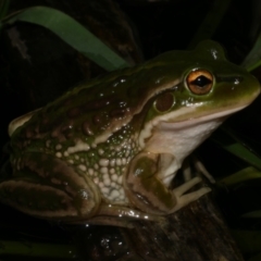 Unidentified Frog at Freshwater Creek, VIC - 28 Apr 2022 by WendyEM