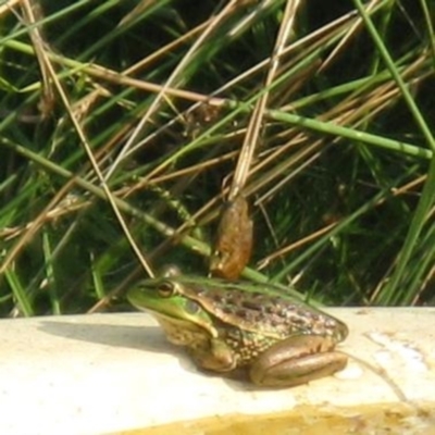 Unidentified Frog at Freshwater Creek, VIC - 16 Apr 2022 by WendyEM