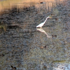 Ardea alba (Great Egret) at Thurgoona, NSW - 18 Mar 2024 by Darcy