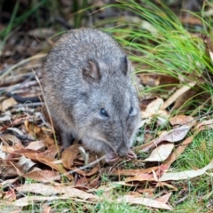 Potorous tridactylus (Long-nosed Potoroo) at Tidbinbilla Nature Reserve - 16 Mar 2024 by IanH